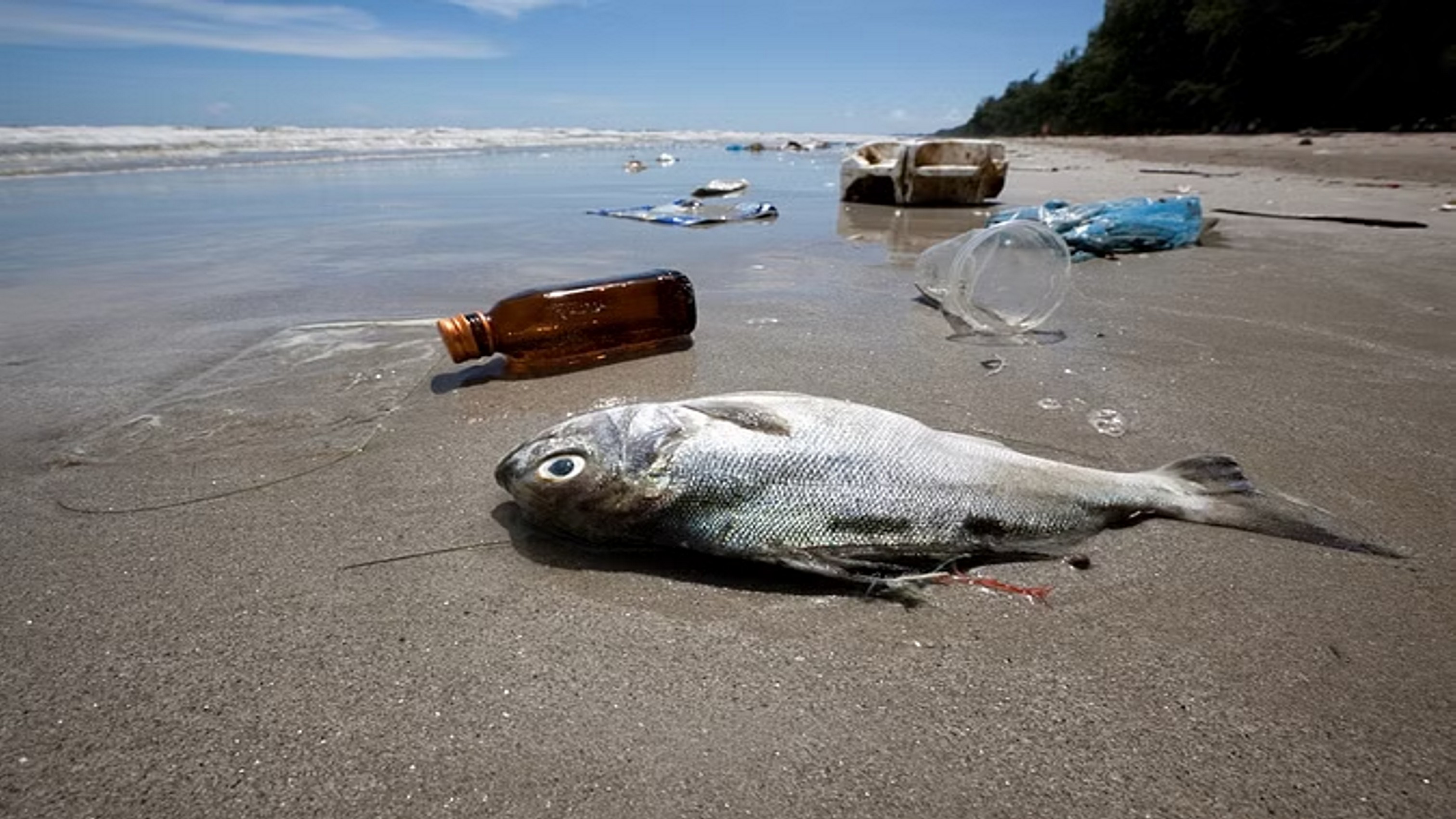 जैवविविधता के लिए संकट बना प्रदूषण, समुद्र के तल में जमा है 1.10 टन करोड़ प्लास्टिक