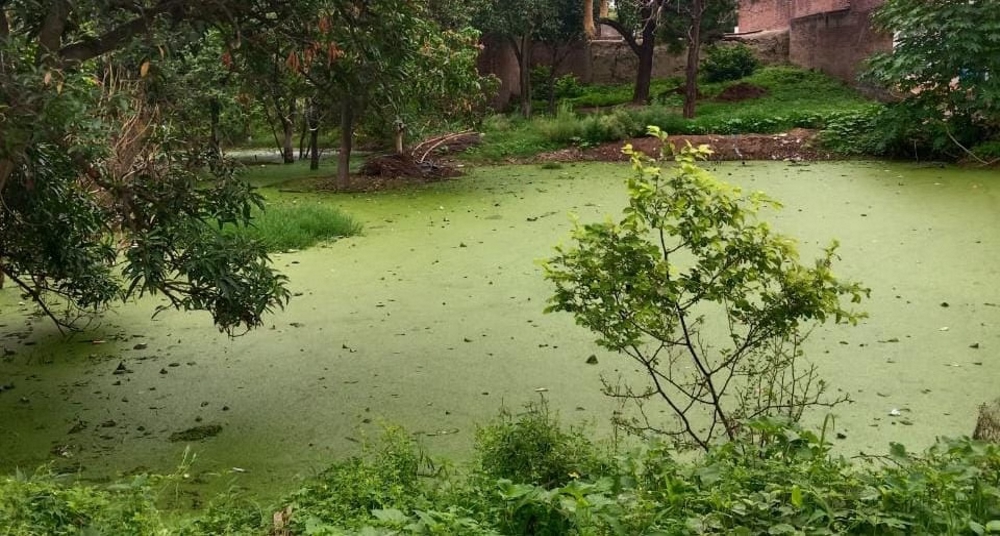 तालाब में डूबा दिव्यांग, इलाज के दौरान मौत