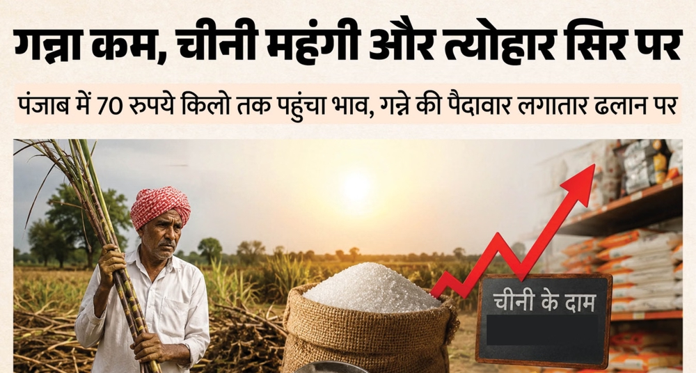 पंजाब में गन्ने की मिठास घटी, चीनी हुई कड़वी: 6 साल में 7.74% गिरा उत्पादन
